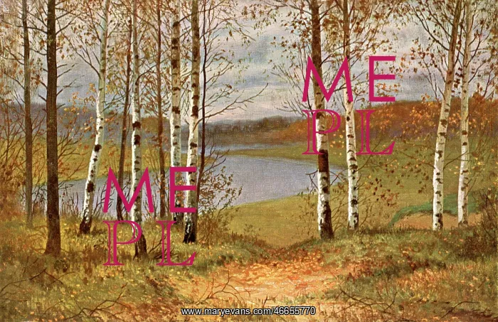 : Autumn scene in Russia, with silver birches : Autumn scene in Russia, with silver birches