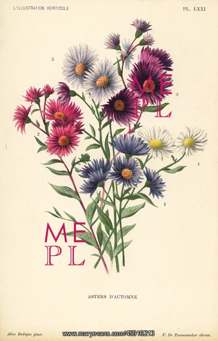 : Autumnal asters : Autumnal asters