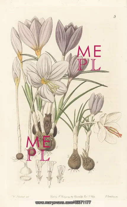 : Autumnal crocuses : Autumnal crocuses