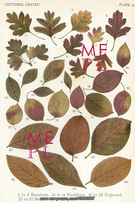 : AUTUMNAL LEAVES : AUTUMNAL LEAVES