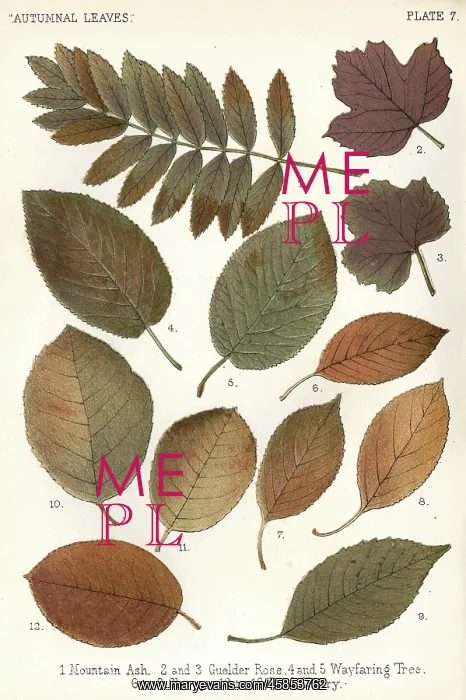 : AUTUMNAL LEAVES : AUTUMNAL LEAVES
