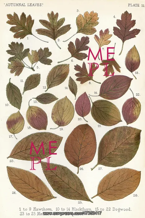 : AUTUMNAL LEAVES : AUTUMNAL LEAVES