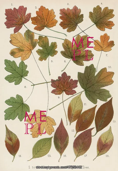 : AUTUMNAL LEAVES : AUTUMNAL LEAVES