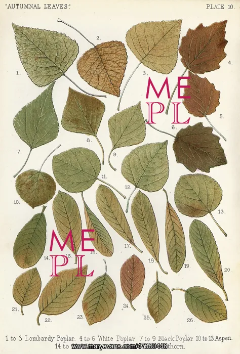 : AUTUMNAL LEAVES : AUTUMNAL LEAVES
