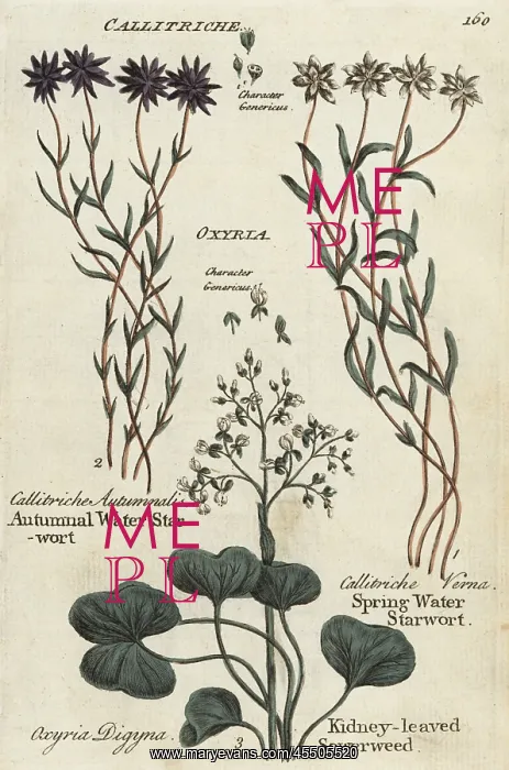: Autumnal and spring water starworts, kidney-leaved sowerweed : Autumnal and spring water starworts, kidney-leaved sowerweed
