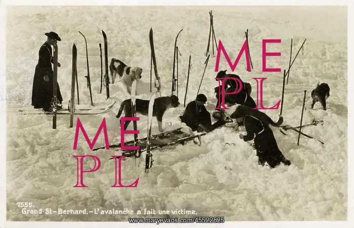 : Avalanche victim aided by St Bernards : Avalanche victim aided by St Bernards
