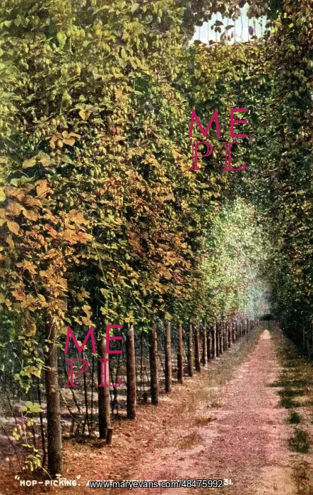 : Avenue of Hops, Kent : Avenue of Hops, Kent