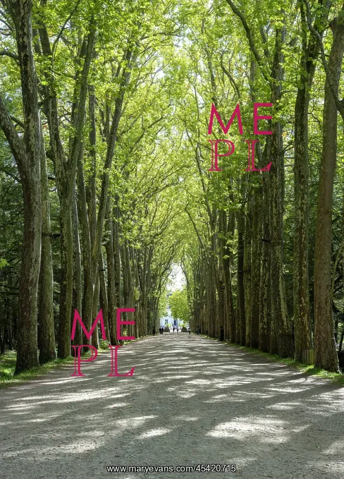: Avenue of trees, Chateau de Chenonceau : Avenue of trees, Chateau de Chenonceau