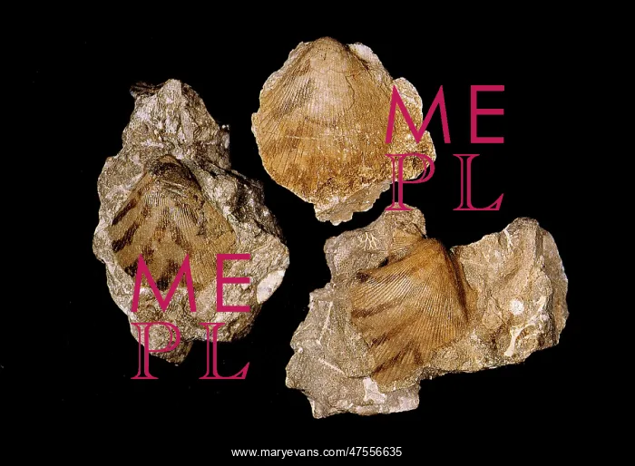 : Aviculopecten planoradiatus, bivalve : Aviculopecten planoradiatus, bivalve