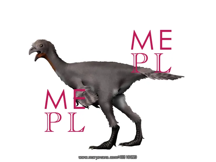 : Avimimus dinosaur : Avimimus dinosaur