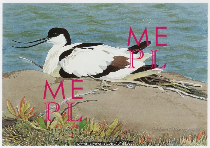  : Avocet alarmed