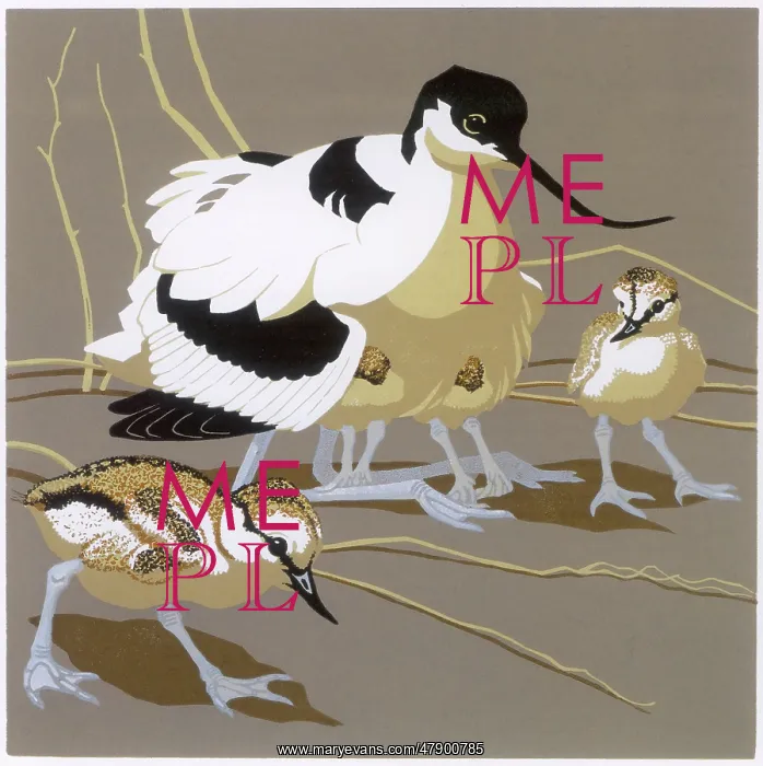 : Avocet and Chicks : Avocet and Chicks