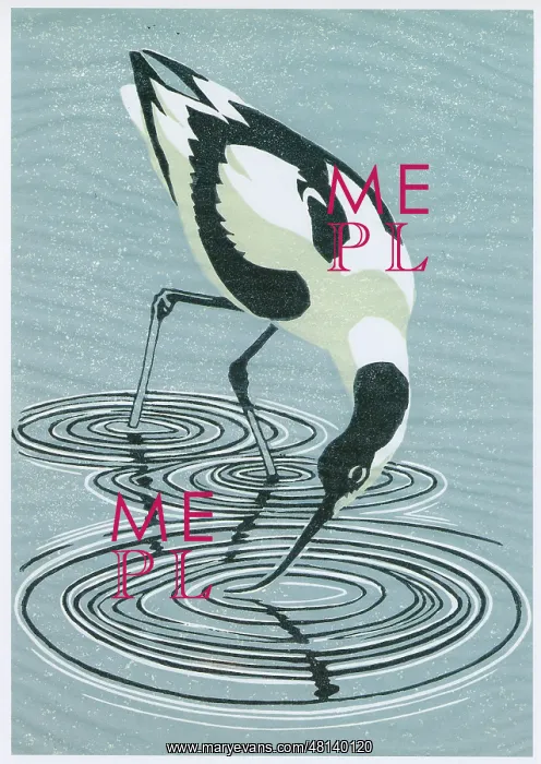  : Avocet feeding