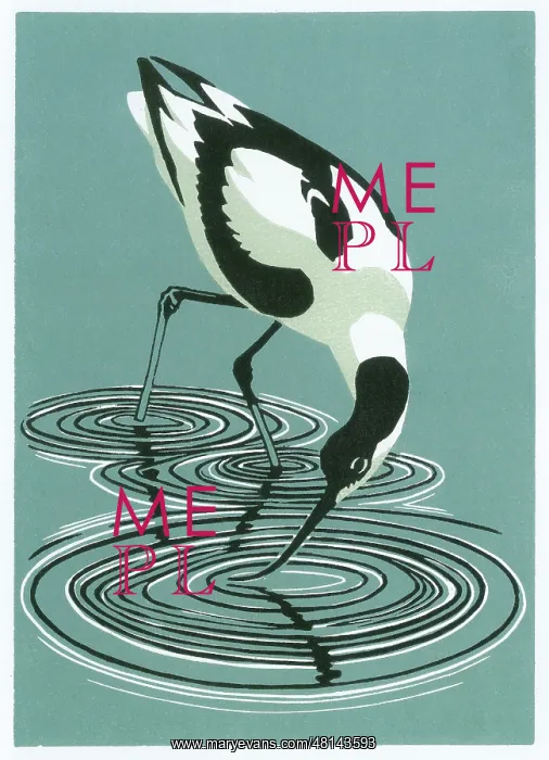 : Avocet Feeding : Avocet Feeding