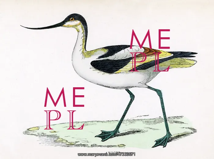  : AVOCET (MORRIS)