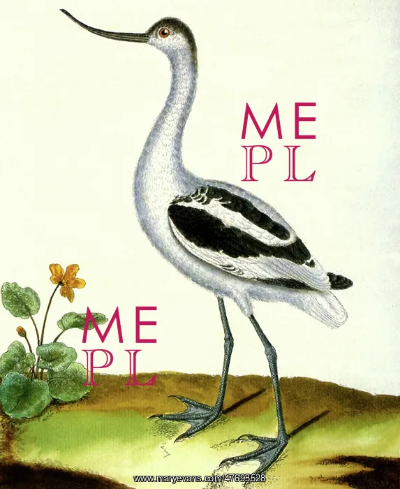 : Avocet, Recurvitostra avosetta : Avocet, Recurvitostra avosetta