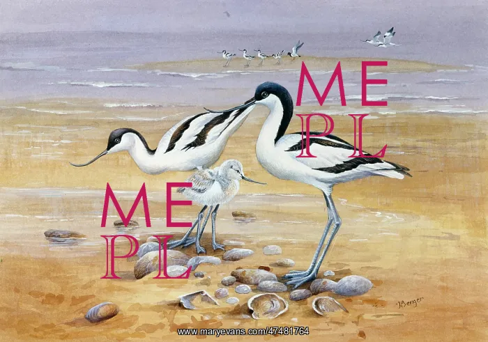  : Avocets