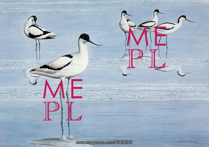  : Avocets - five birds standing in shallow water with reflections