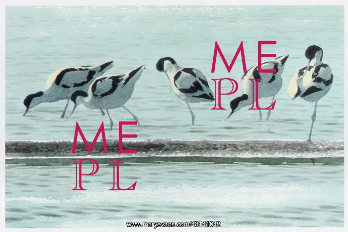 : Avocets