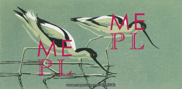 : Two Avocets : Two Avocets