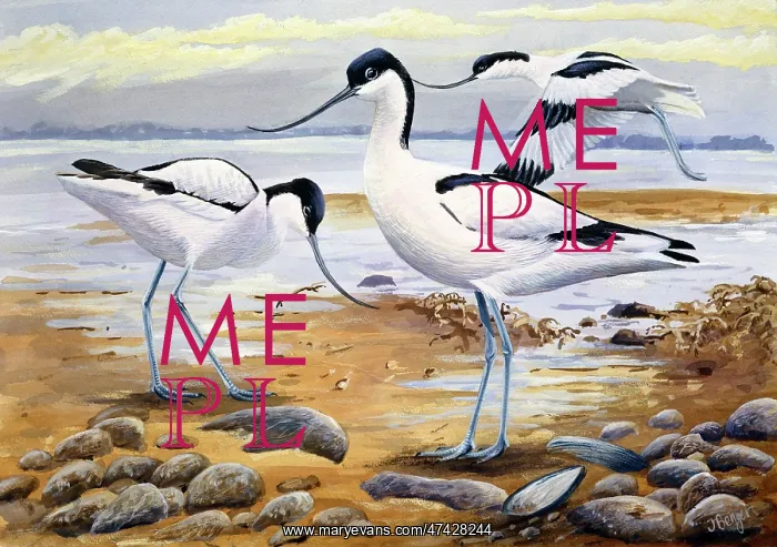  : Avocets ? three avocets on rocky shore