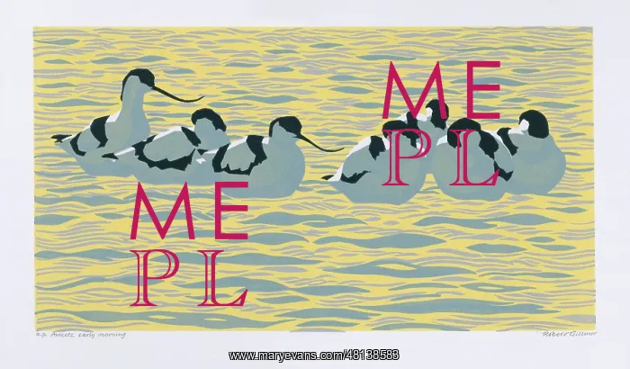  : Avocets, Early Morning