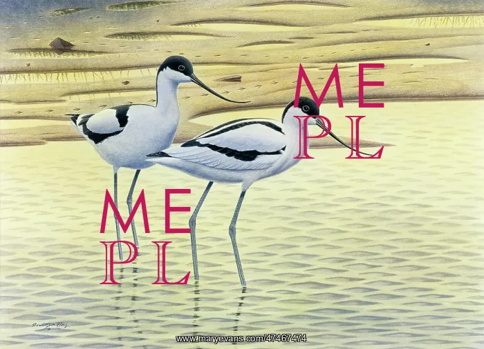  : Avocets, Evening Light