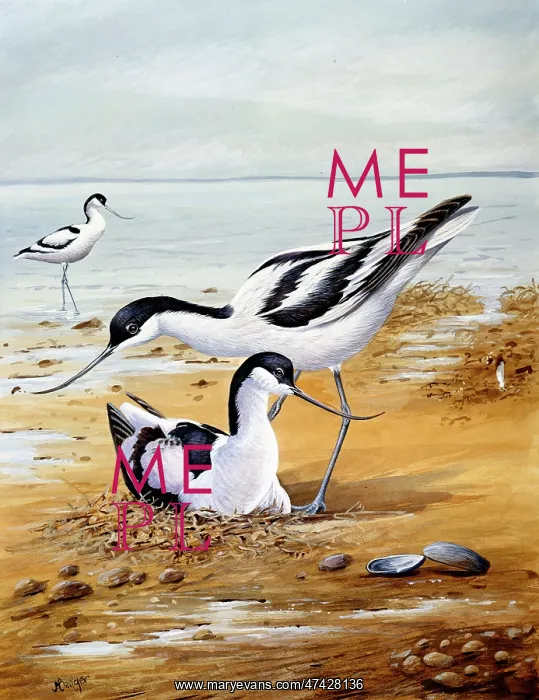  : Avocets ? nesting on beach