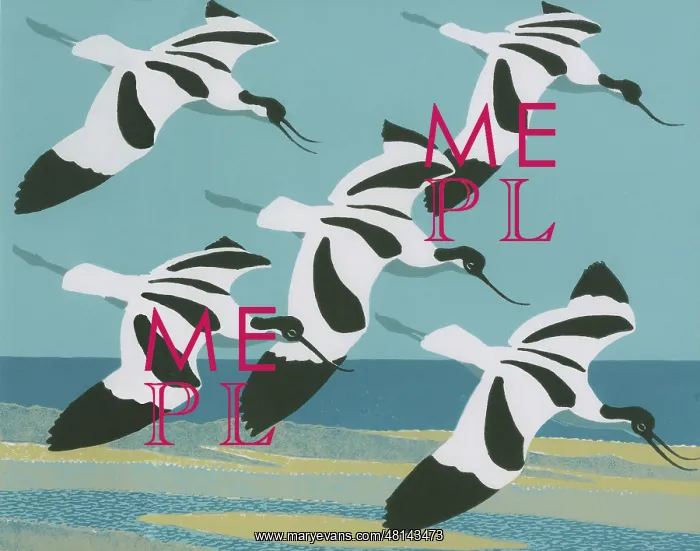 : The Avocets Return : The Avocets Return