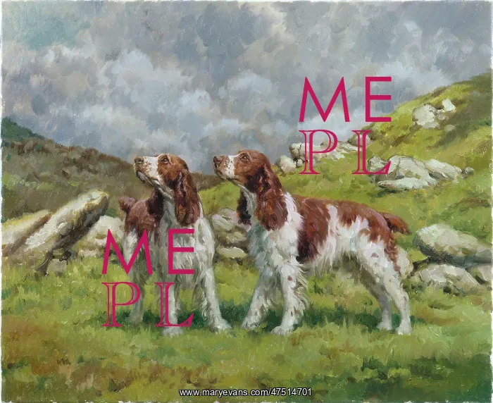 : Awaiting Instructions ' 2 Springer Spaniels : Awaiting Instructions ' 2 Springer Spaniels