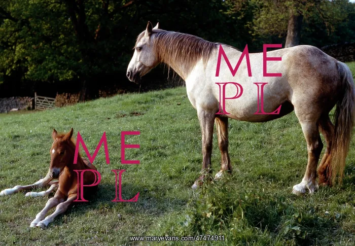 : Awake at Last! ' mare and foal : Awake at Last! ' mare and foal