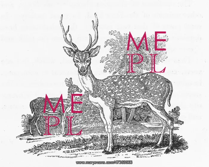 : AXIS OR GANGES STAG : AXIS OR GANGES STAG