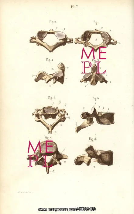 : Axis and vertebrae : Axis and vertebrae