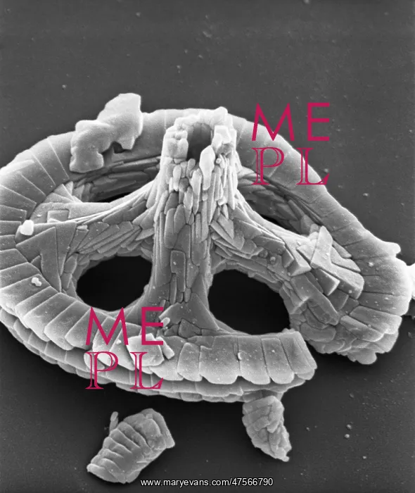 : Axopodorhabdus albianus, coccolith : Axopodorhabdus albianus, coccolith