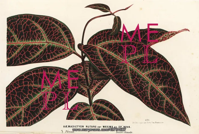 : Ayahuasca or yaje, Prestonia quinquangularis : Ayahuasca or yaje, Prestonia quinquangularis