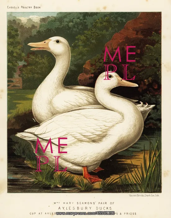 : Aylesbury ducks : Aylesbury ducks