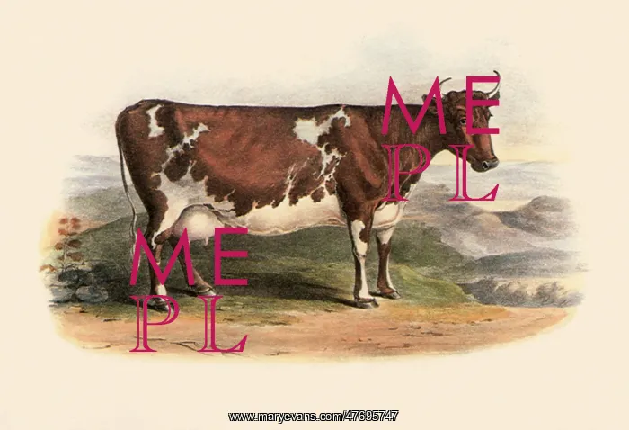  : Ayrshire Breed