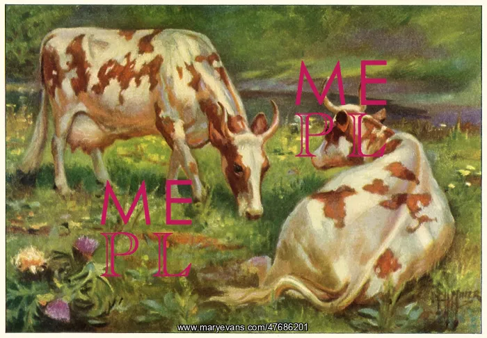  : Ayrshire Cows