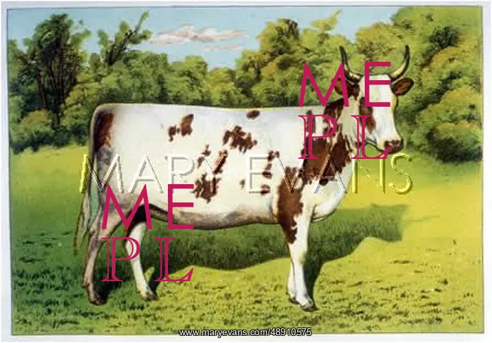 : AYRSHIRE HEIFER NELLIE : AYRSHIRE HEIFER NELLIE