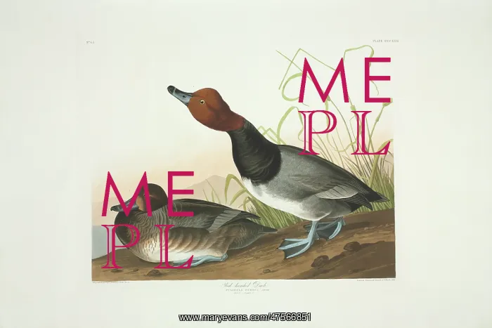 : Aythya americana, redhead : Aythya americana, redhead