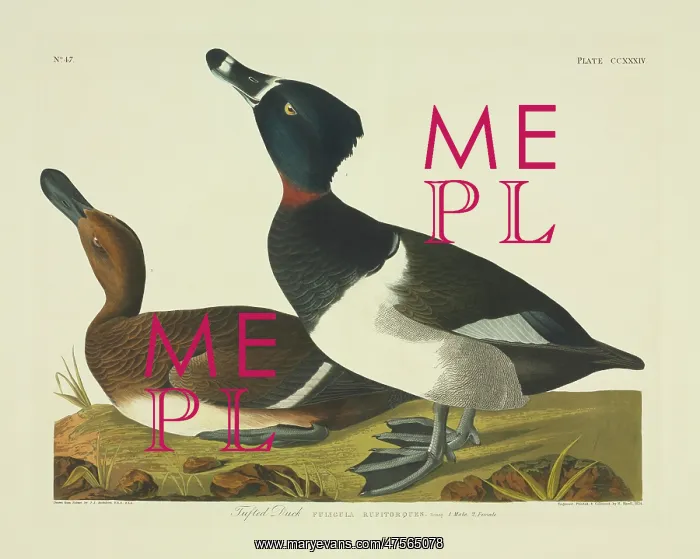 : Aythya collaris, ring-necked duck : Aythya collaris, ring-necked duck