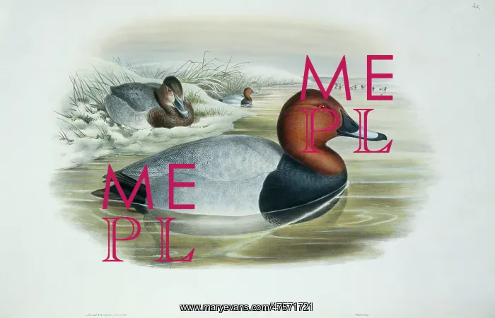 : Aythya ferina, common pochard : Aythya ferina, common pochard
