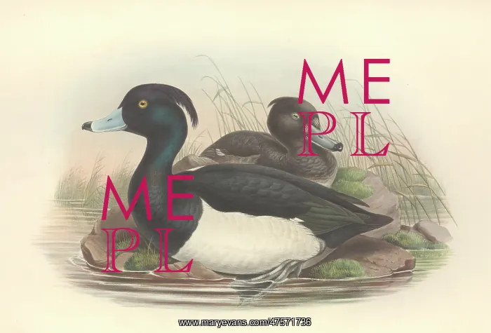  : Aythya fuligula, tufted duck