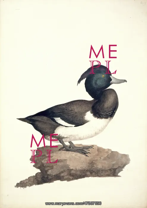 : Aythya fuligula, tufted duck : Aythya fuligula, tufted duck