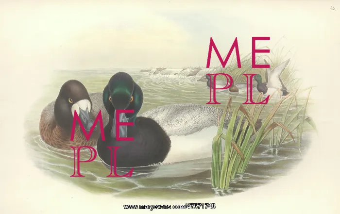 : Aythya marila, greater scaup : Aythya marila, greater scaup