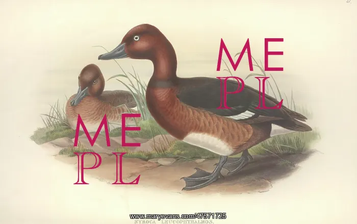 : Aythya nyroca, ferruginous duck : Aythya nyroca, ferruginous duck