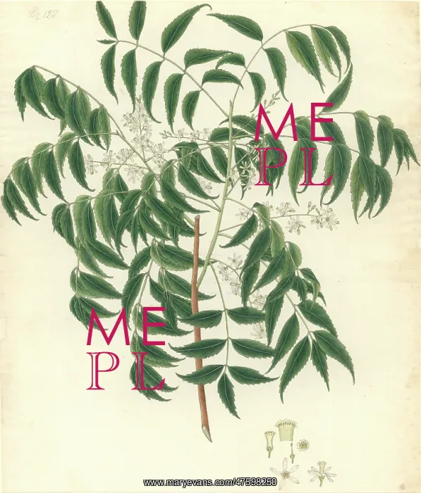 : Azadirachta indica, neem : Azadirachta indica, neem
