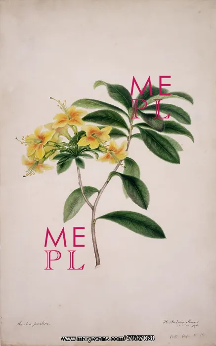 : Azalae pontica, yellow azalea : Azalae pontica, yellow azalea