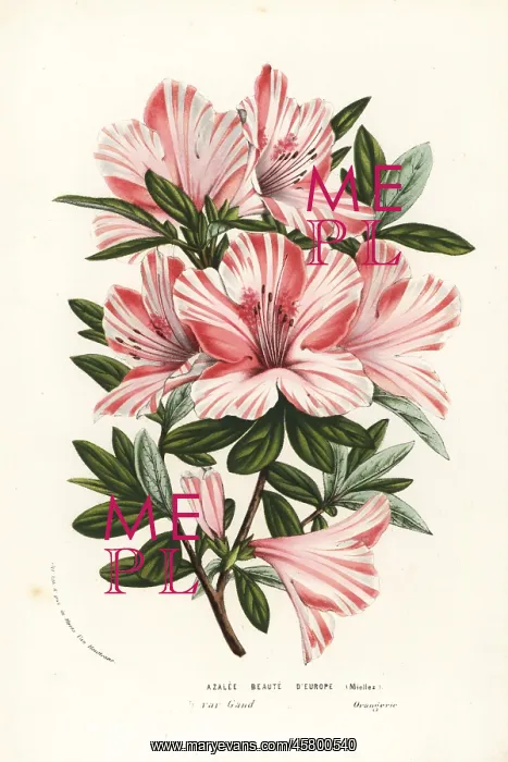 : Azalea hybrid, Beaute d'Europe, Rhododendron indicum : Azalea hybrid, Beaute d'Europe, Rhododendron indicum