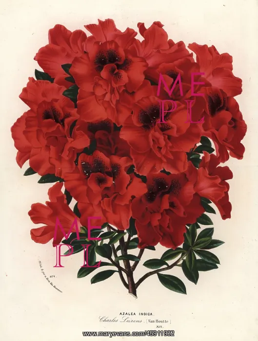 : Azalea hybrid, Charles Leirens, Rhododendron indicum : Azalea hybrid, Charles Leirens, Rhododendron indicum